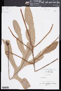 Microsorum varians image