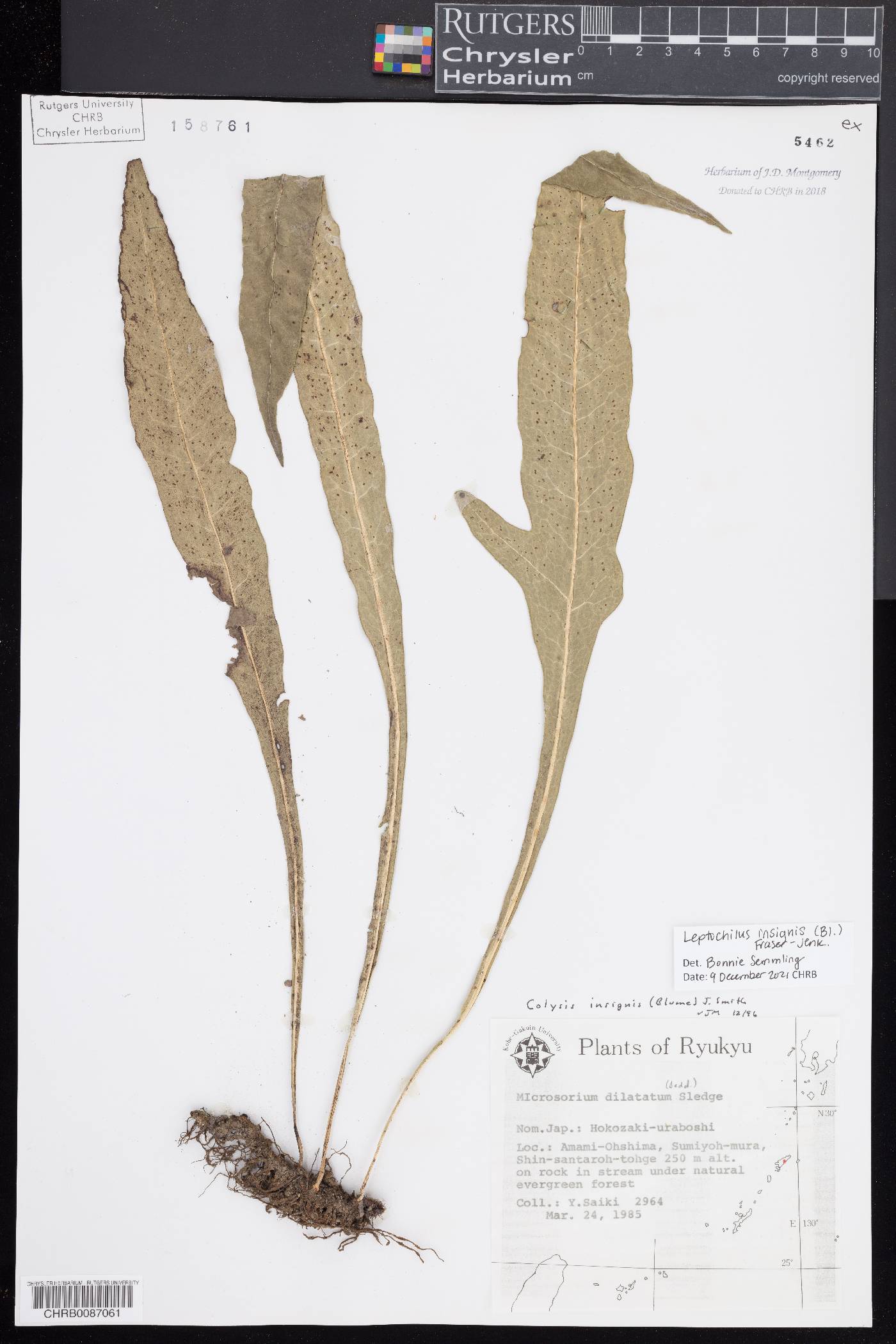 Leptochilus insignis image