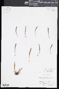 Notogrammitis billardierei image