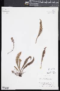 Prosaptia fuscopilosa image