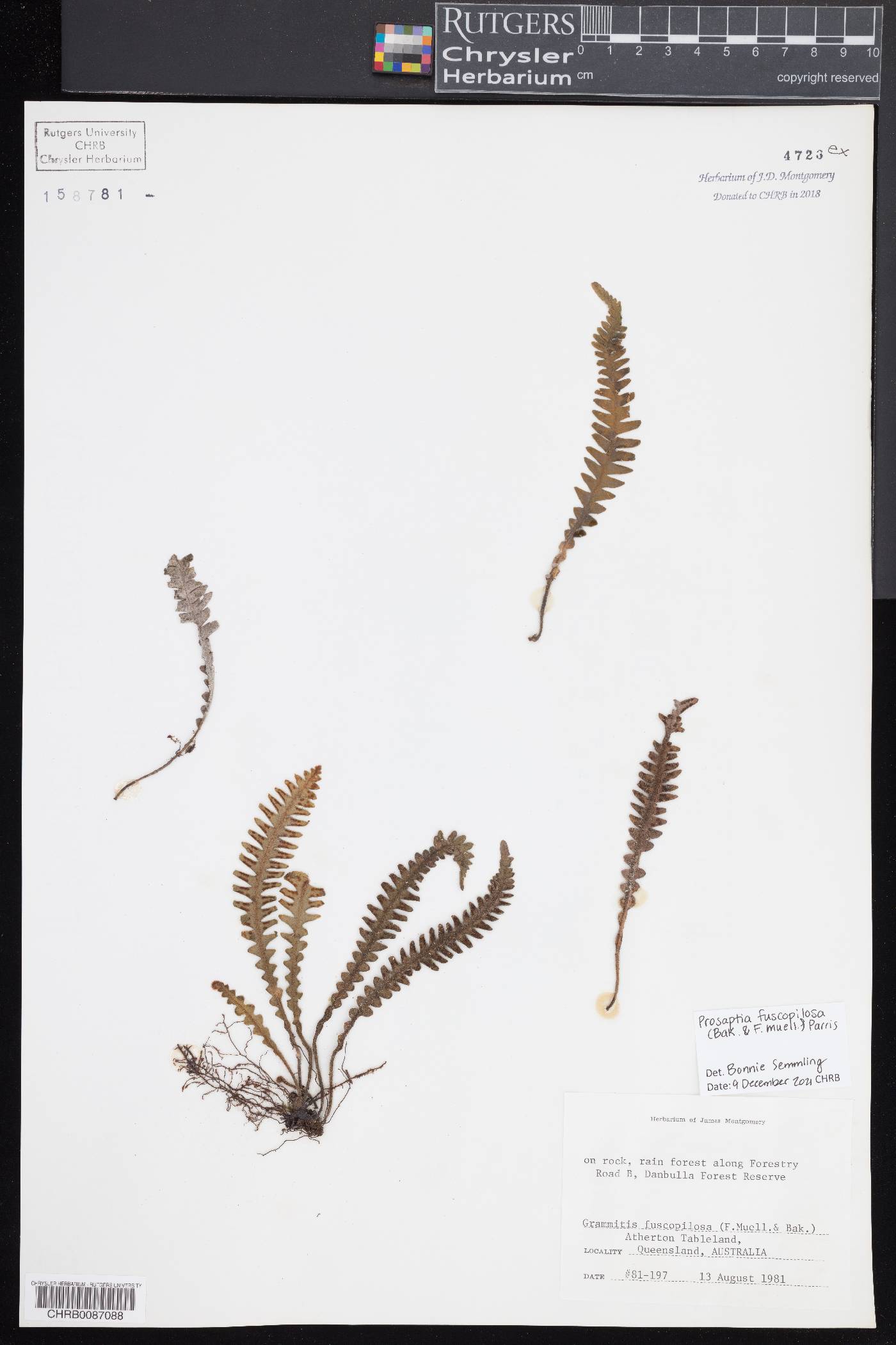 Prosaptia fuscopilosa image