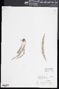 Melpomene leptostoma image