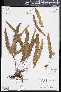 Enterosora trifurcata image