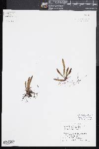 Media resource of Oreogrammitis forbesiana