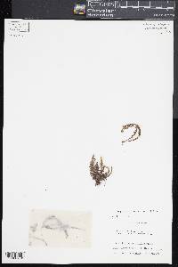 Lellingeria suspensa image