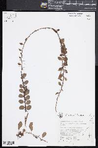 Lemmaphyllum carnosum image