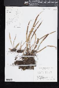 Lepisorus thunbergianus image