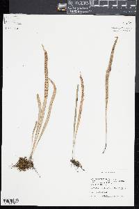 Lepisorus thunbergianus image