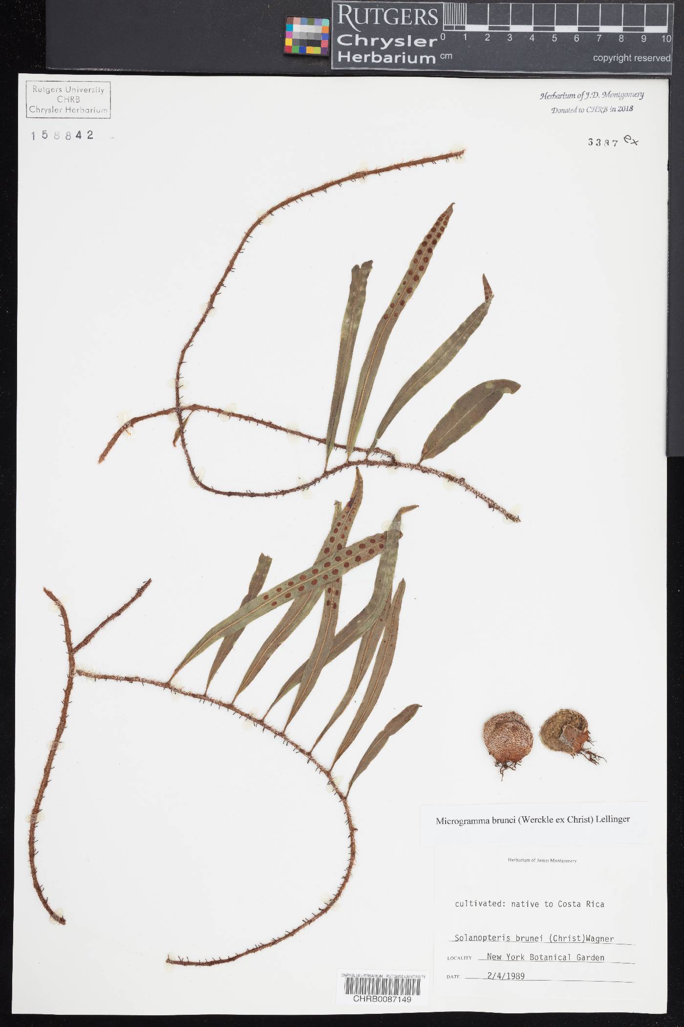 Microgramma brunei image