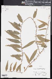 Microgramma thurnii image