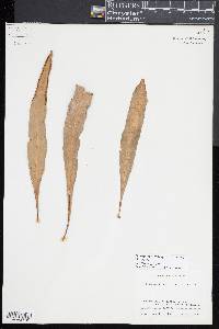 Pleopeltis marginata image