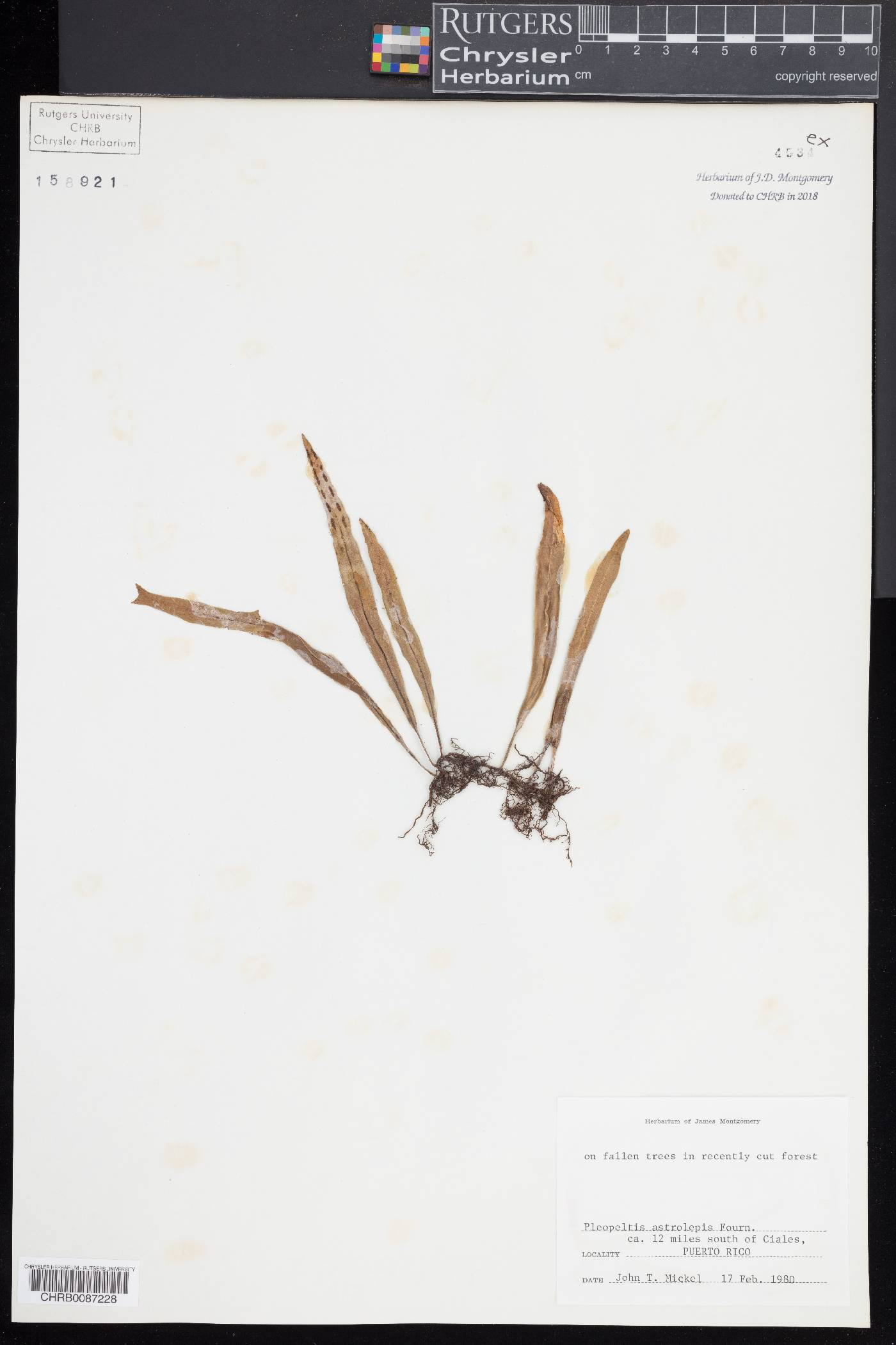 Pleopeltis astrolepis image