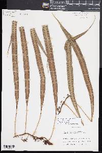 Microgramma percussa image