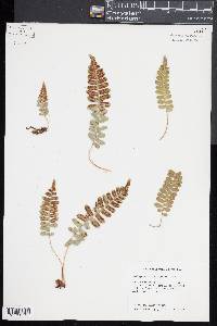 Polypodium amorphum image