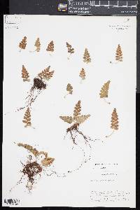 Polypodium amorphum image