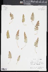 Polypodium amorphum image