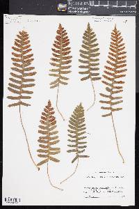 Polypodium appalachianum image