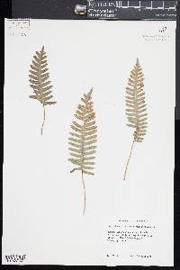 Polypodium appalachianum image