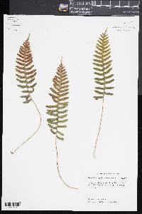 Polypodium appalachianum image