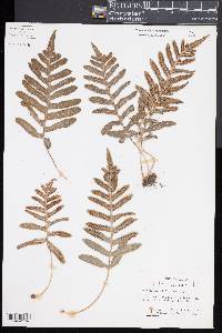 Polypodium californicum image