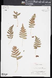 Polypodium californicum image