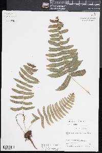 Serpocaulon dissimile image