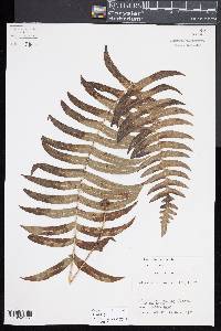 Serpocaulon dissimile image