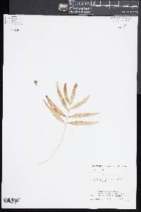 Polypodium fraternum image