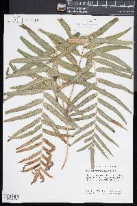 Polypodium fraternum image