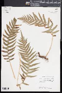 Polypodium glycyrrhiza image