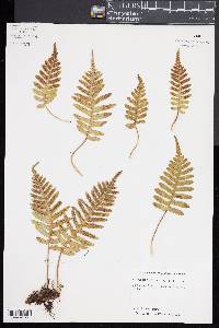 Polypodium glycyrrhiza image