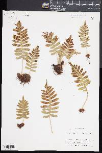 Polypodium interjectum image