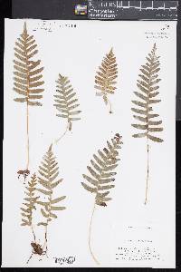 Polypodium interjectum image