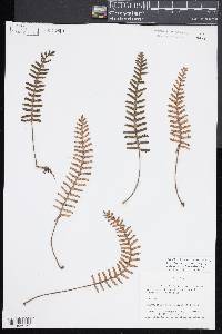 Pleopeltis polypodioides image