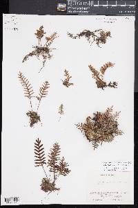 Pleopeltis polypodioides image