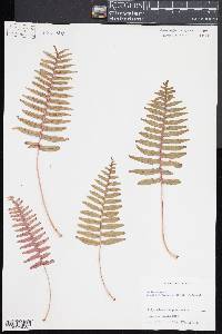 Polypodium rhodopleuron image
