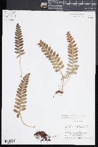 Polypodium saximontanum image