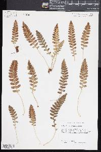 Polypodium saximontanum image