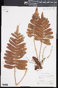 Polypodium scouleri image