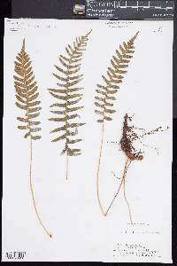 Polypodium vulgare image