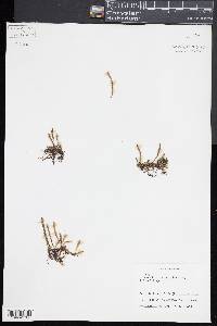 Pyrrosia linearifolia image