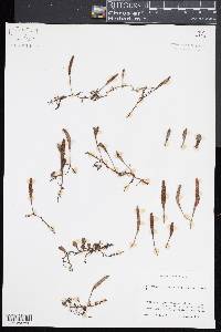 Pyrrosia rupestris image