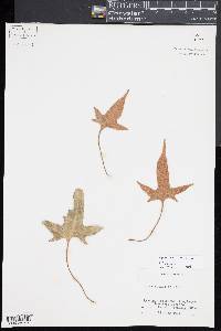Pyrrosia hastata image