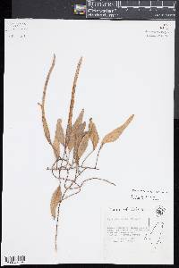 Pyrrosia lanceolata image