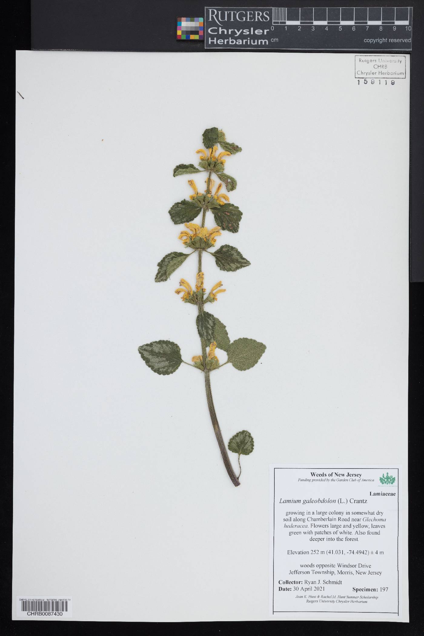 Lamium galeobdolon image