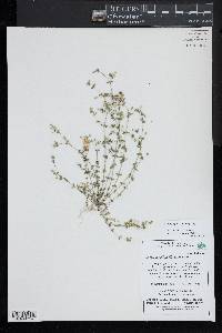 Arenaria serpyllifolia image