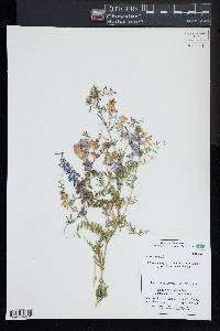 Vicia cracca image