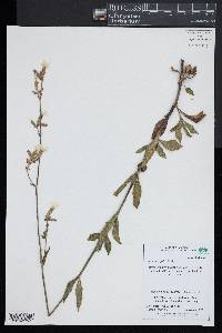 Silene latifolia image