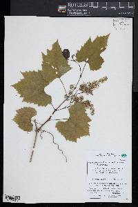 Ampelopsis glandulosa var. brevipedunculata image