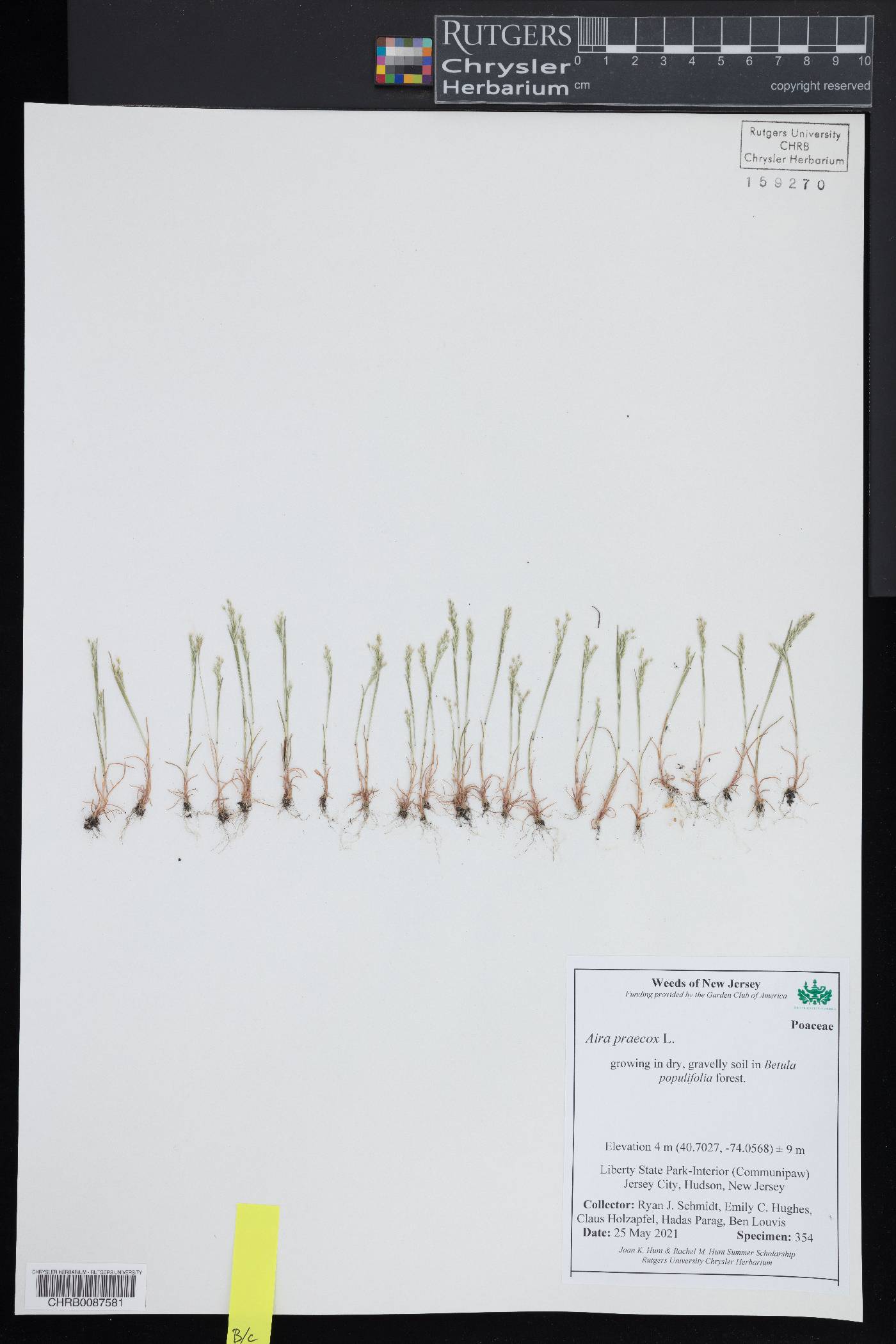 Aira praecox image